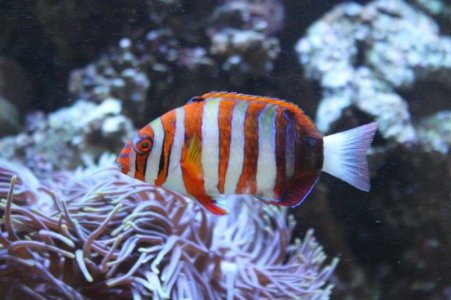 HarlequinTusk2015080201.jpg