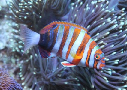 HarlequinTusk2015080202.jpg