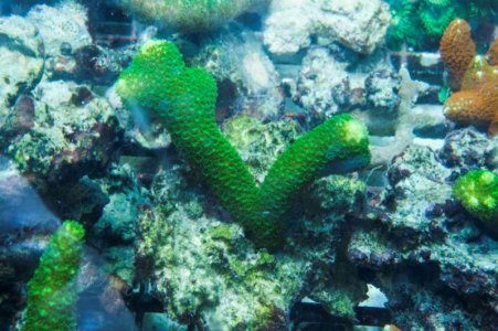 Hairy Green Stag Ex Large.jpg