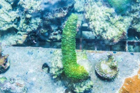 Hairy Green Stag Large 2.jpg