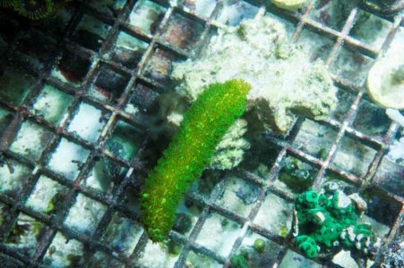 Hairy Green Stag Large.jpg