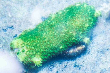 Hairy Green Stag small.jpg