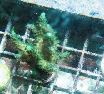 Random Green Acro.jpg