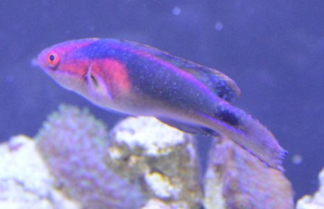 wrasse.jpg