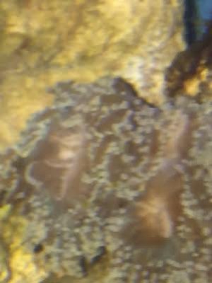 frogspawn1.jpg