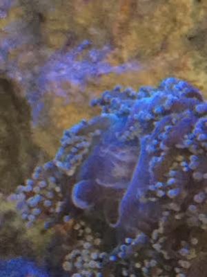 frogspawn2.jpg