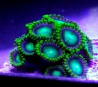 zoa.png