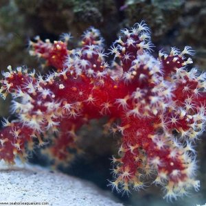 large-Chilli Coral_Nephthyigorgia sp.jpg