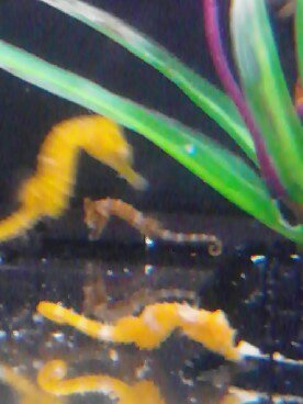 baby seahorses 8 4 2015 022.jpg