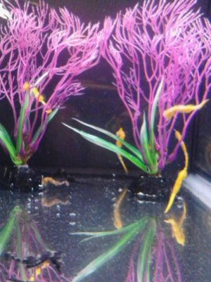 baby seahorses 8 4 2015 025.jpg