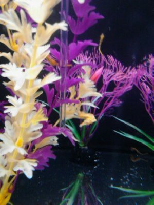 baby seahorses 8 4 2015 032.jpg