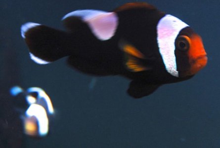Clown Fish 1.jpg