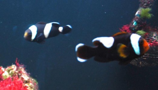 Clown Fish 2.jpg