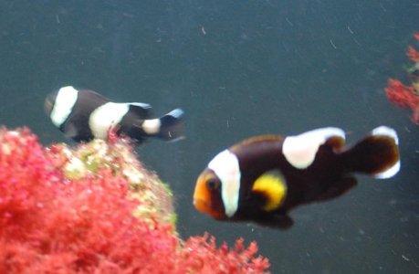 Clown Fish 4.jpg