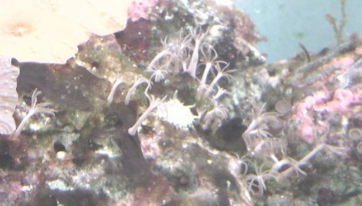 IMG_20150806_123552 crop3.jpg