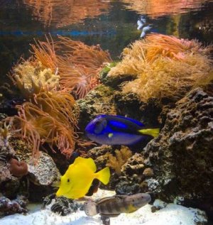 fish 2.jpg