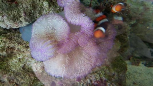 purple gig nem (2).jpg