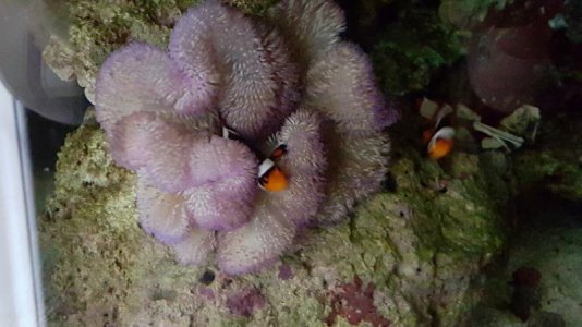 purple gig nem (3).jpg