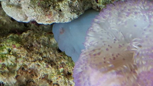 purple gig nem foot.jpg