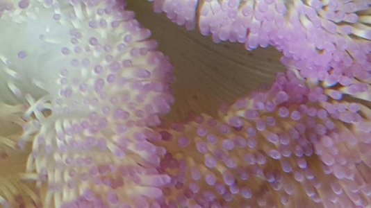 purple gig nem underneath.jpg