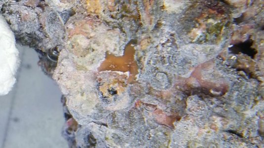 Unknown close-up.jpg