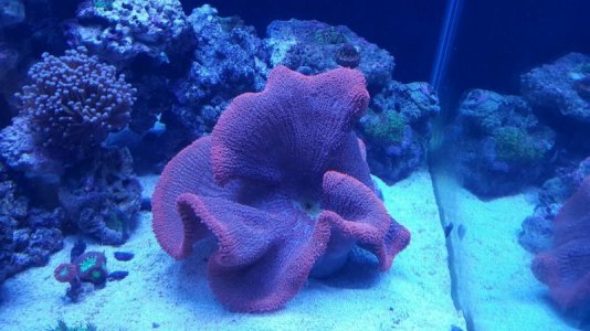 haddoni settling in.jpg