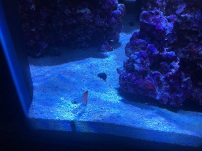 Day 61 Fire Fish in DT.jpg