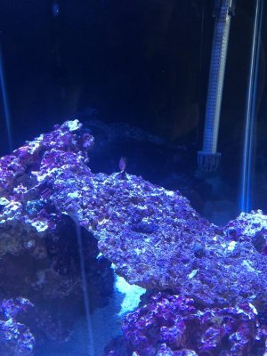 Day 61 Six Line Wrasse in DT.jpg