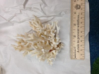 coral6.jpg