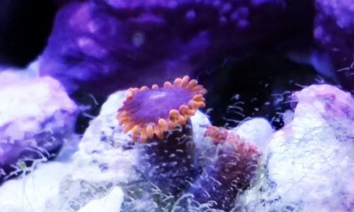 zoa_image.jpg