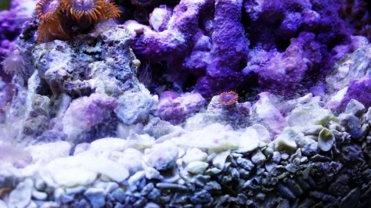 zoa_2_image.jpg
