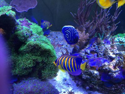 regals-imp 8-9-15.jpg