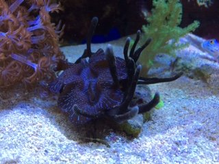 clam.JPG