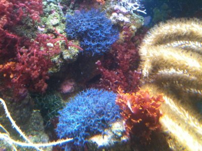 bluehypnea.jpg
