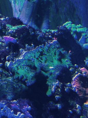 blue sps.jpg