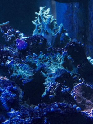 blue sps 2.jpg