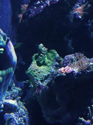 green sps.jpg