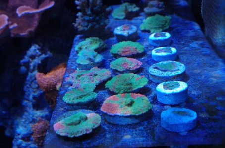 IMGP2844 resized.jpg