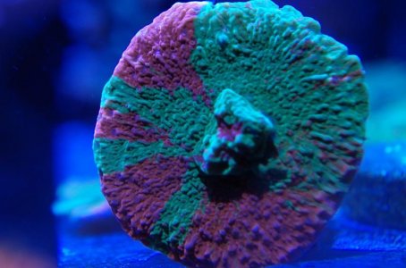 IMGP2827 resized.jpg