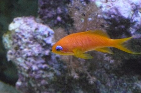 July 16 2015 Romeo turning male.jpg