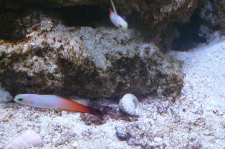 July16 2015 pair of Firefish.jpg