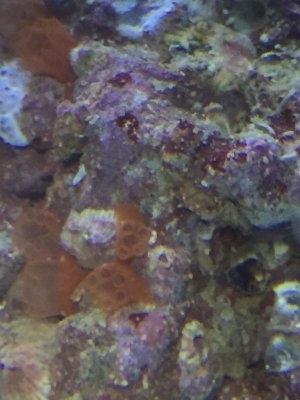 Algae1.jpg