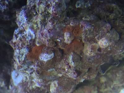 Algae2.jpg