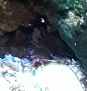 nopeworm.jpg