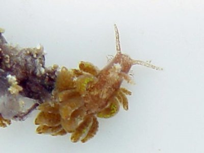 zoa eating nudibranch.jpg