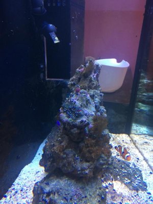 ImageUploadedByTapatalk1439846615.476939.jpg ImageUploadedByTapatalk1439846615.476939.jpg