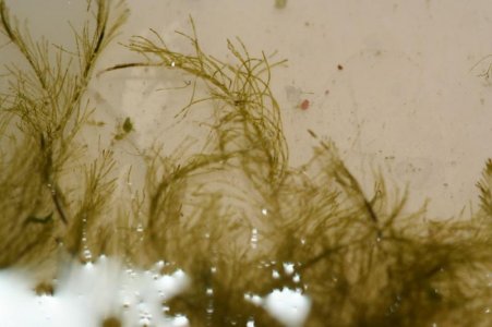 algae4.jpg