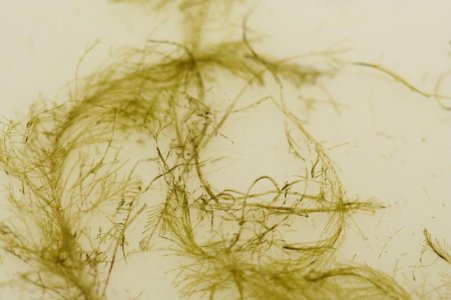 algae3.jpg