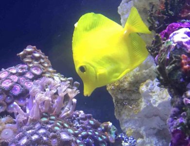 Yellow Tang.jpg
