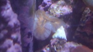 DSC01006 (300x169).jpg